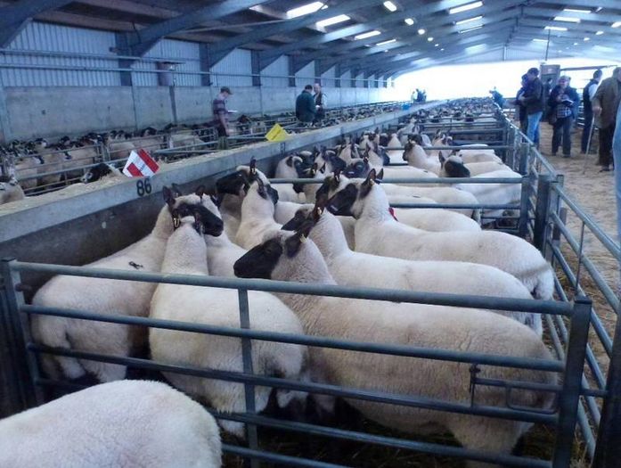 Oi Clun Forest la targ-6