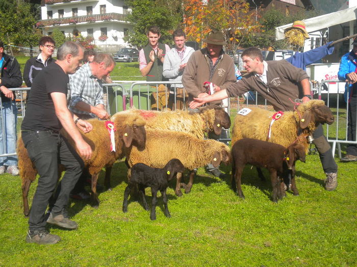 Oile Tiroleze cu mielusei