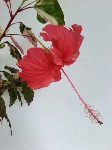 SURINAM - HIBISCUS -2016