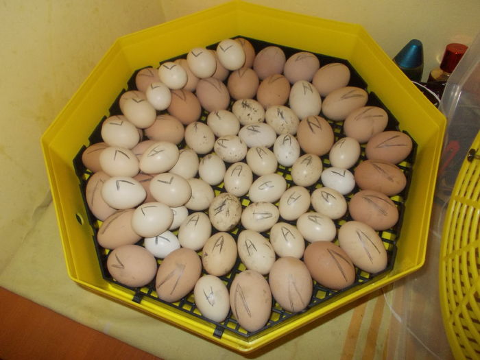 Al doilea incubator pus; 19.03.2016 ziua în care le-am pus
30 oua de găină mare bobată
2 ouă mari de la găinile mele
39 de găinuşe americane luate din trei locuri diferite.
