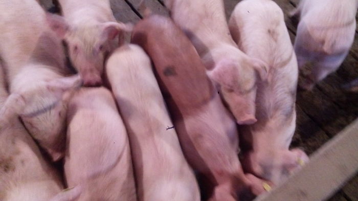 IMG_20160322_160350 - MINI FERMA