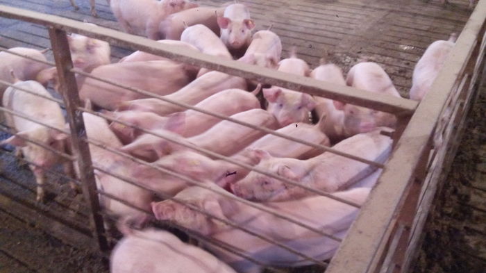 IMG_20160322_160320 - MINI FERMA