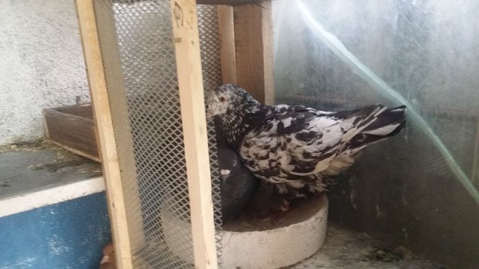 20160319_092123; Mascul 2015 Monor
