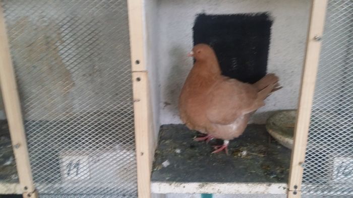 20160319_092112; Mascul 2015 Monor
