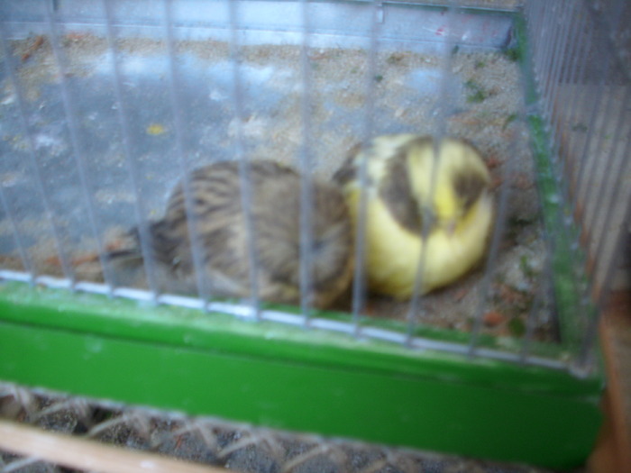 canari si pui 2009 - canari de postura