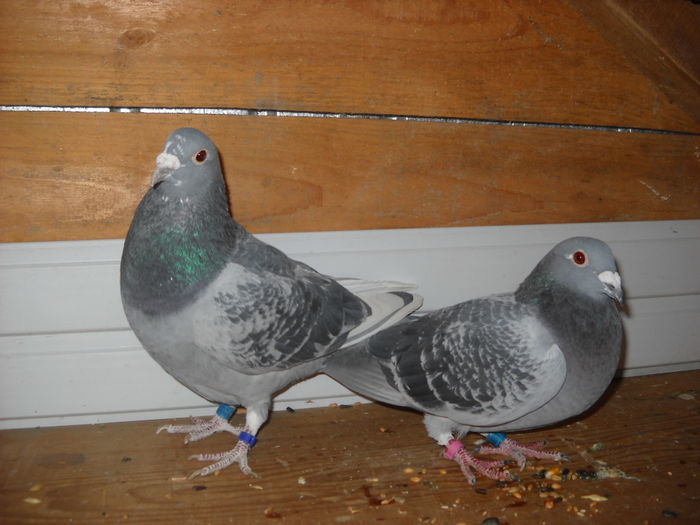 plecati de la mine - UNDEVA IN SUCEAVA arhiva