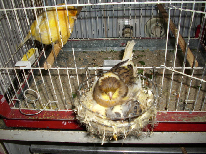 nw cu pui 002 - canari de postura