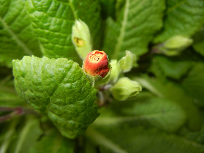 Primula polyanthus Red (2016, March 21) Primula polyanthus Red (2016, March 21)