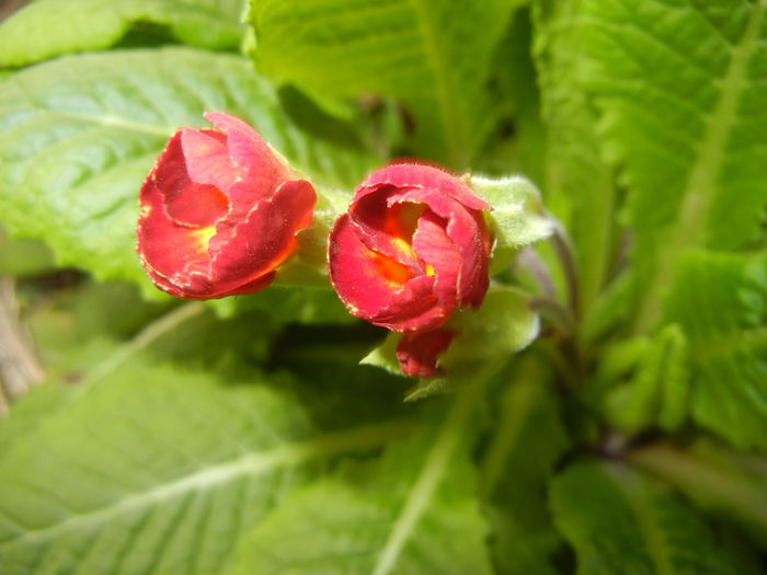 Primula polyanthus Red (2016, March 21) Primula polyanthus Red (2016, March 21)