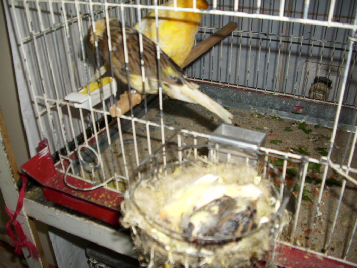 nw cu pui 003 - canari de postura