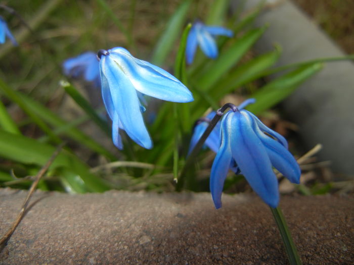 Scilla siberica (2016, March 21) - SCILLA Siberica_Siberian Squill