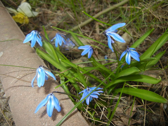 Scilla siberica (2016, March 21)