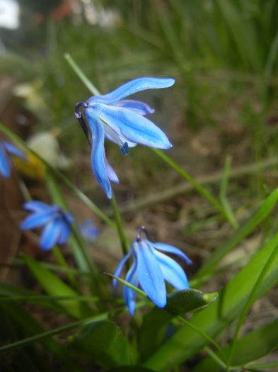 Scilla siberica (2016, March 21) - SCILLA Siberica_Siberian Squill