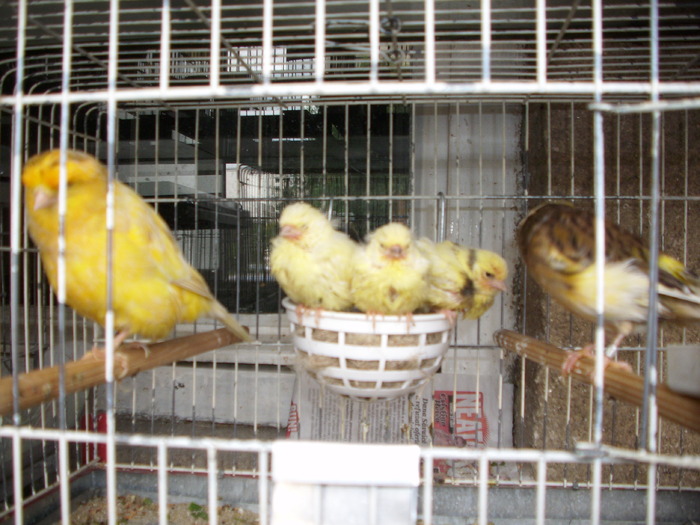 nw pui 2 002 - canari de postura