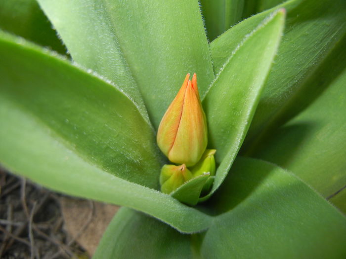 Tulipa Praestans Fusilier (2016, Mar. 21) Tulipa Praestans Fusilier (2016, Mar. 21)