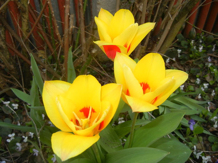 Tulipa Stresa (2016, March 21)