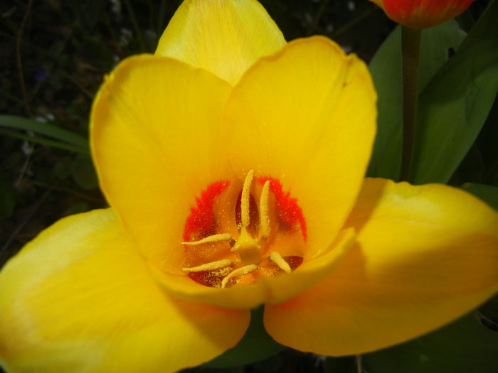 Tulipa Stresa (2016, March 21) - Tulipa Stresa
