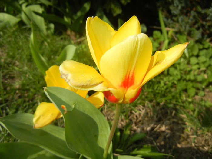 Tulipa Stresa (2016, March 21) - Tulipa Stresa