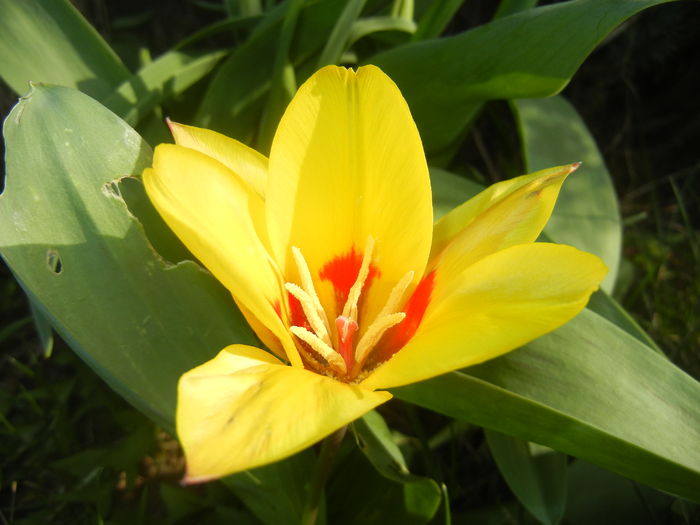 Tulipa Stresa (2016, March 21) - Tulipa Stresa