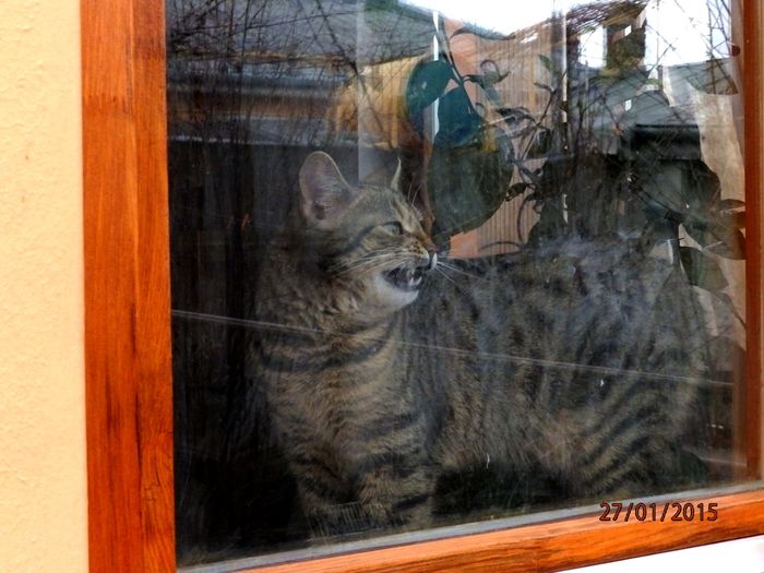 monitorizez pisicile straine - In memoriam Mashulica Tigratul 2014-21mar2016