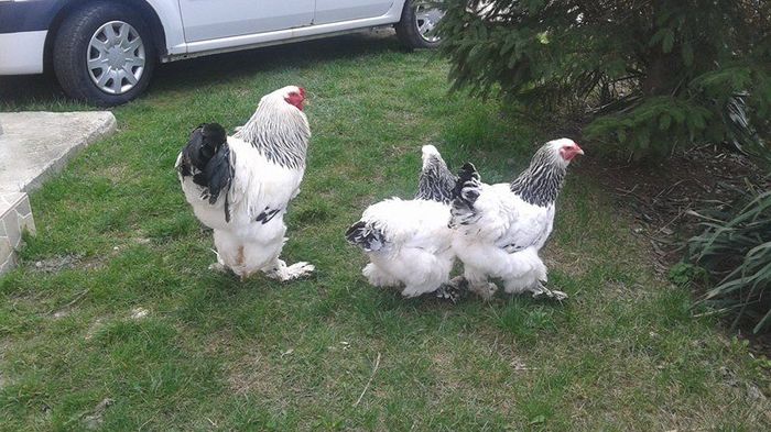 12674509_1031495450256277_1512425731_n - GAINI  ARHIVA