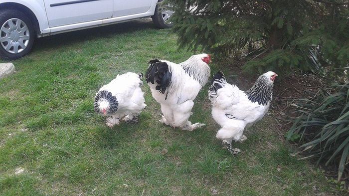 12595988_1031495280256294_226723268_n