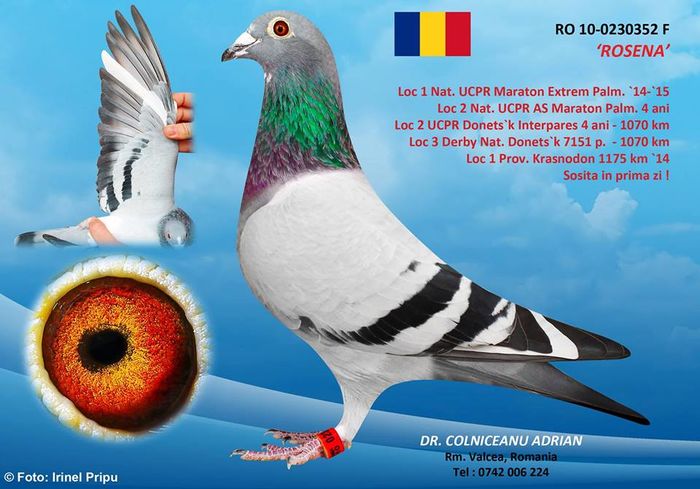 campioana.. - FOTO PORUMBEI DE BAZA