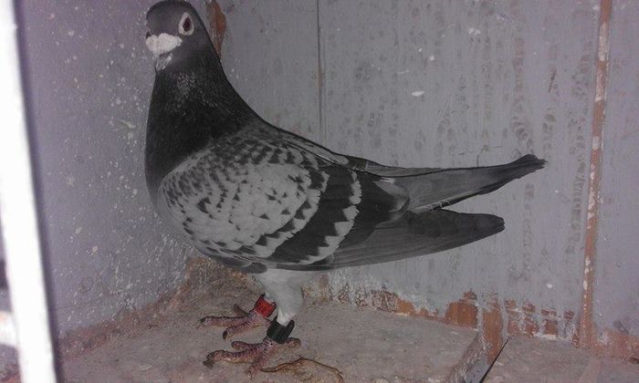 12884423_1055469221191432_152822760_n