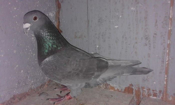 12899927_1055469247858096_1963934636_n