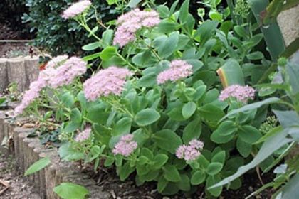 sedum_spectabile