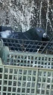 97951896_8_644x461_porumbei-americani-_rev008