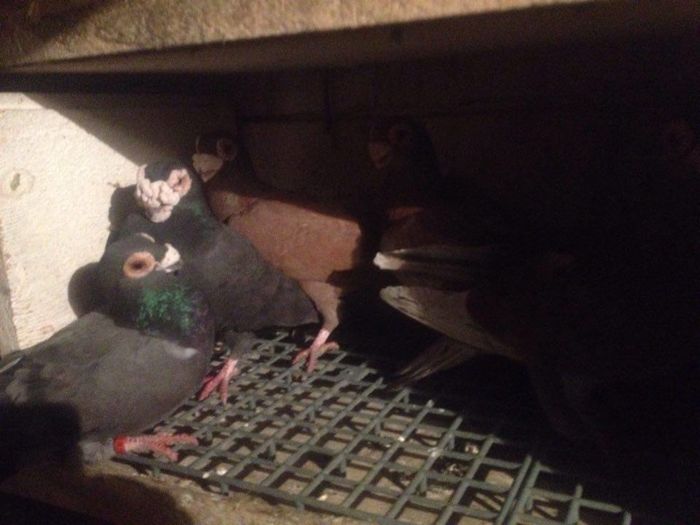 12900009_1017225898315275_1714055106_n