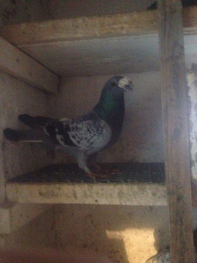 12596393_1017228288315036_1320208251_n