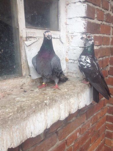 12899973_1017228241648374_1699866197_n