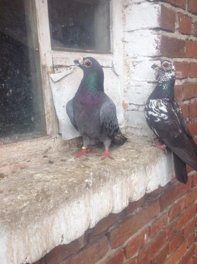 12895340_1017228204981711_1023722017_n