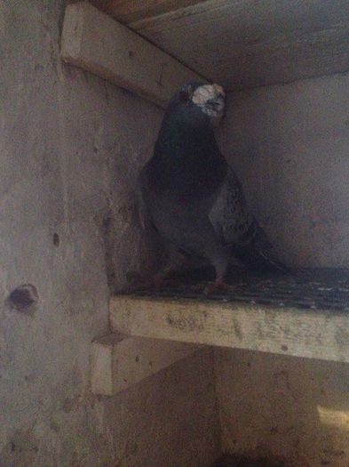 12899999_1017228268315038_1222746143_n