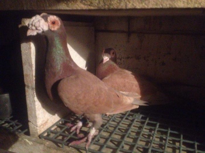 12443264_1017226191648579_512360553_n