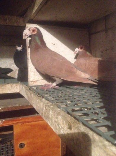 12498937_1017226184981913_1489757479_n