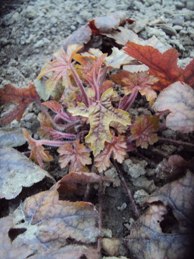 DSC08828 - 2016 Heuchera