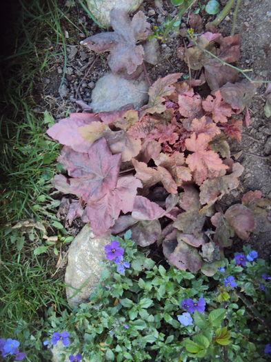 DSC08832 - 2016 Heuchera