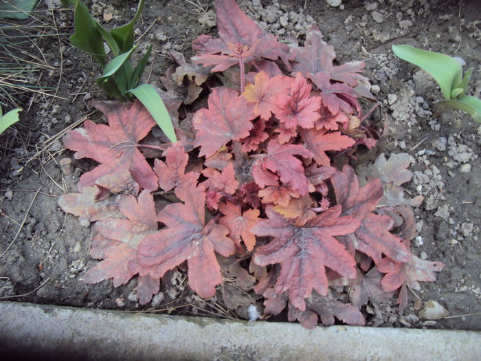 Brass Lantern - 2016 Heuchera