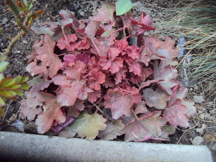 DSC08834 - 2016 Heuchera