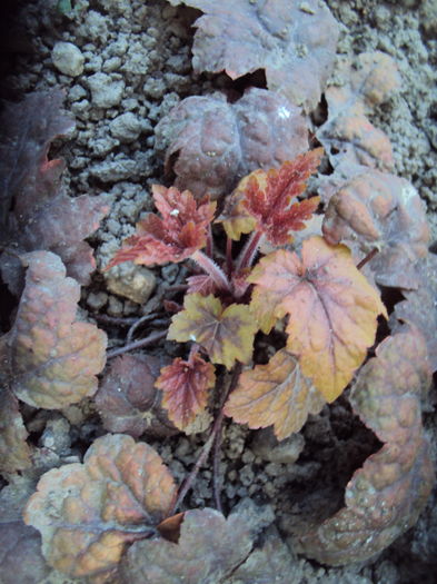 DSC08841 - 2016 Heuchera