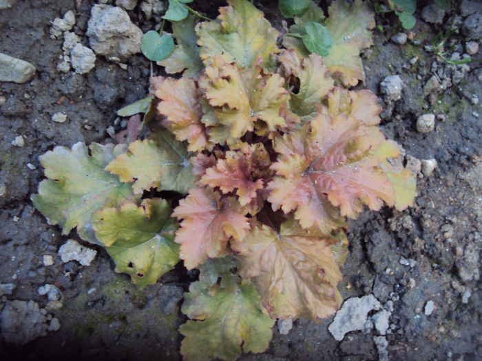 DSC08842 - 2016 Heuchera