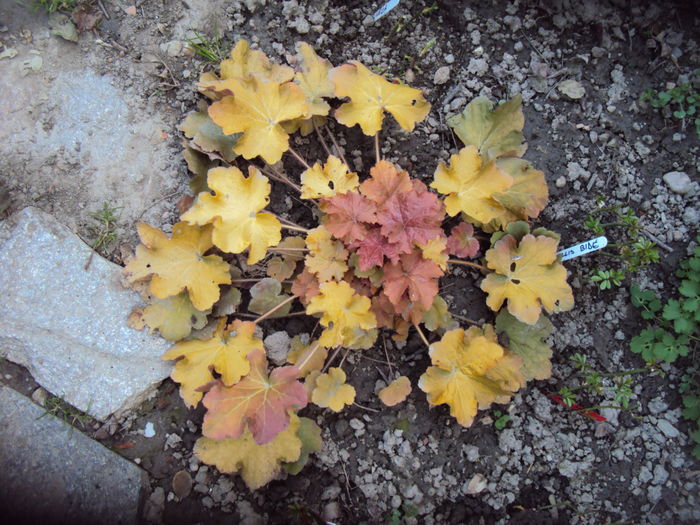 DSC08844 - 2016 Heuchera