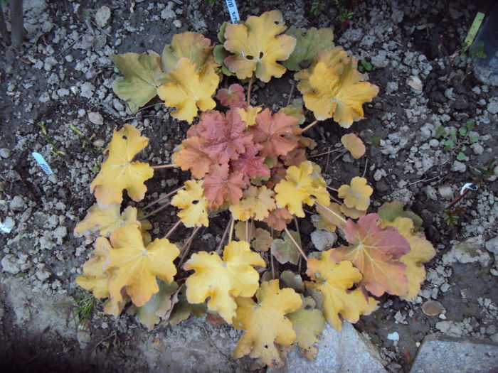 DSC08845 - 2016 Heuchera