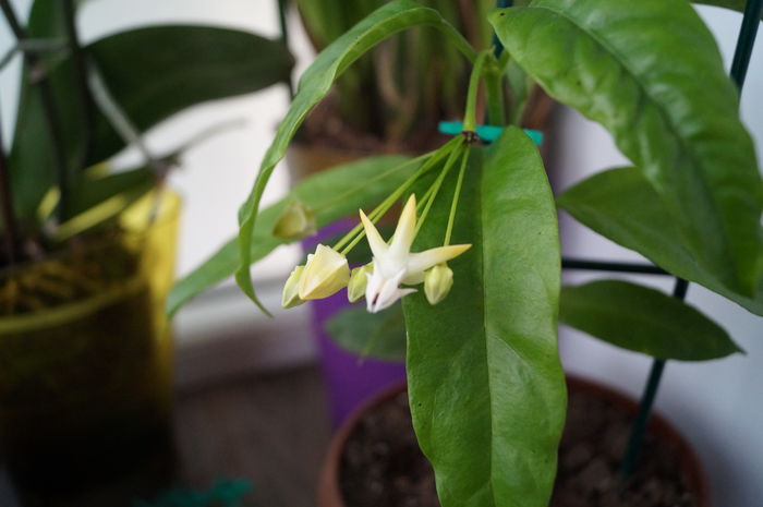 hoya multiflora 8 - hoya multiflora