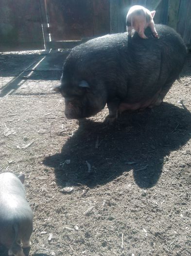 IMG_20160317_113423 - Vietnamezi 2016