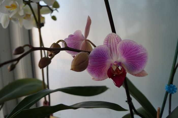 DSC00971 - orhidee phalaenopsis
