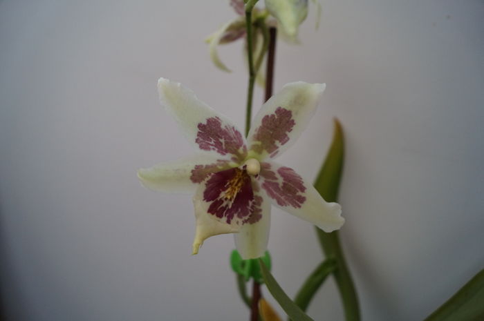 DSC00977 - orhidee cambria